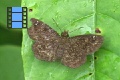 Scene 01_Skipper on Leaf